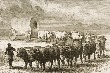 Ein Ochsenkarren überquert die Great Plains zwischen St. Louis und Denver, ca. 1870, aus 